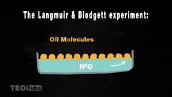 TED-Ed: Insights into cell membranes via dish detergent - Ethan Perlstein Instructional Video