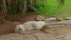 Lioness and cubs Stock Footage