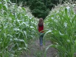 Young woman walking in corn field away from camera HD Stock Footage