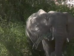 Desert Elephant (Loxodonta africana) feeding, Ugab River Basin, Namibia: desert-dwelling population of African Bush Elephant though not distinct subspecies Stock Footage