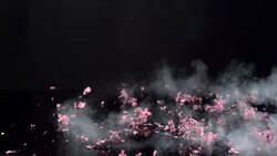 Lilac's flowers covered with steam Stock Footage