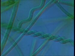 T/L blue green algae filaments moving; procaryote cell Stock Footage