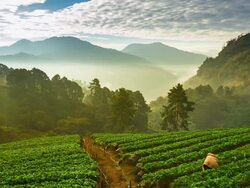 Morning at Farm Strawberries Stock Footage