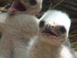Marsh Harrier Chicks Close-up Stock Footage