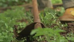 Farm work Stock Footage