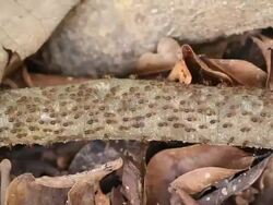 Termites walking on the timber Stock Footage