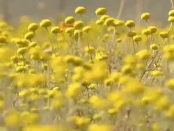 MS R/F Shot of Mass of round yellow buttons moving and swaying in the breeze / Namaqualand, Northern Cape, South Africa Stock Footage