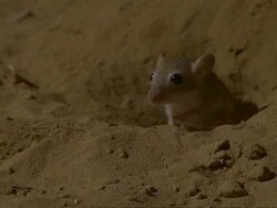 CU Baby Sundevall's Jird emerging from burrow, darts back in, Oman Stock Footage