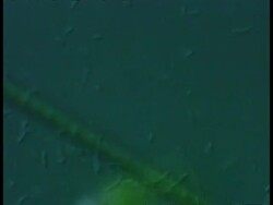 CU microscopic view of Flagellated protozoan,Euglena gracilis, flagellum visible, plus algae and bacteria Stock Footage