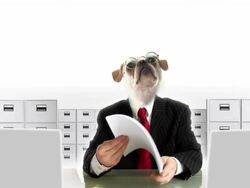Dog People Clerk Stock Footage