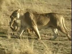 Mother lion carrying cub in her mouth Stock Footage
