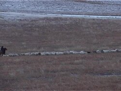 sheep (????? ????) Stock Footage