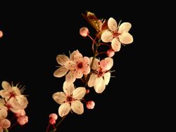 Japanese cherry blooming over black Stock Footage