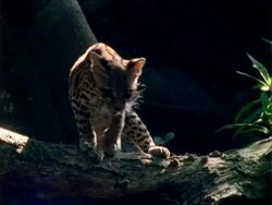 Margay (Leopardus wiedii),on log, turns around and walks left to right along log Stock Footage