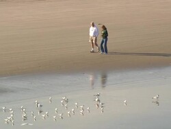   WS AERIAL View of couple walking on beach / North Carolina, United States Stock Footage
