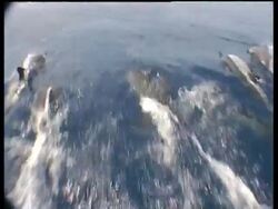 Spinner dolphins, group swims away from camera, Sabah, Borneo, Malaysia Stock Footage