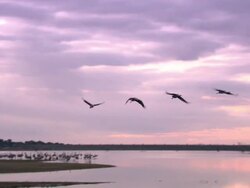 Common Cranes (Grus grus) leaving roost on Lake Cubillar, Caceres Province in Extremadura, Spain Stock Footage