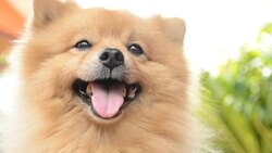Happy Face Pomeranian Dog Stock Footage
