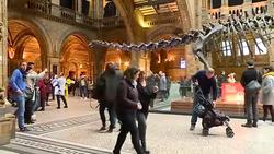 Dippy the diplodocus last day on show at London's Natural History Museum before he is packed up to go on a nationwide tour News Clip