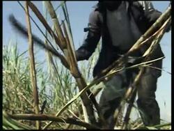 Claims increased demand for sugar cane comes at the expense of the work force News Clip