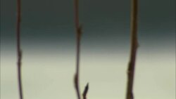 A dogsled team races across a snowy tundra. Stock Footage