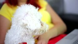 Beautiful woman hugging her cute little puppy Stock Footage