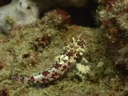 ECU Goby swimming around reef covered with various sponge and algae / Matola, Maputo, Mozambique Stock Footage
