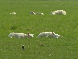 Lamb laying on grass field Stock Footage