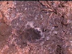 All along the swollen Mississippi River, hundreds of thousands of lives depend on a small army of engineers, deputies and even prison inmates keeping round-the-clock watch at the many floodwalls and earthen levees holding the water back Instructional Video