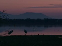 European Cranes (Grus grus), North East Extremadura in Dehesa. The cranes migrate south in winter from Scandinavia and Northern Europe to Spain and roost in large numbers mainly on lake shores. They feed in the dehesas on acorns and invertebrates. Stock Footage