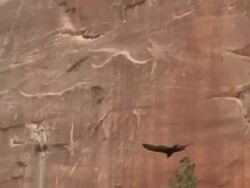 Golden Eagle Soaring Part 5 Stock Footage