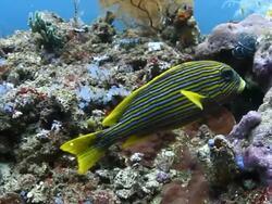 Colourful Tropical Fish Stock Footage