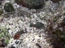 Patella (Scutellastra) laticostata in Hawaiian beach Stock Footage