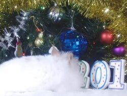 rabbit - and a Christmas tree Stock Footage