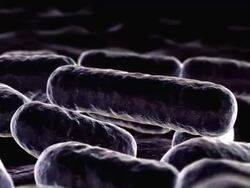 E. coli Escherichia coli bacteria reproducing in the gut Stock Footage