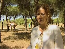 Donkeys hooked up to GPS to clear forests of fire hazards News Clip