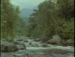 MS pan right along fast flowing river through jungle in Rwenzori Mountains, Uganda, Africa Stock Footage
