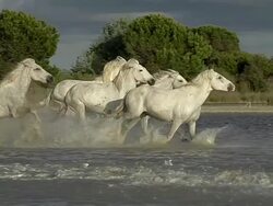 MS TS SLO MO Shot of Camargue Horse, Herd galloping through Swamp, Saintes Marie de la Mer in Camargue, in South of France / Saintes Maries de la Mer, Camargue, France Stock Footage