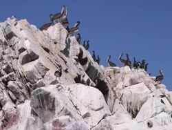 MS POV LA Shot of paracas birds sitting on rocks / Paracas, Nazca, Peru Stock Footage