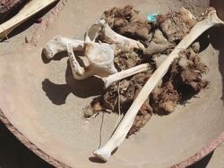 CU Shot of bones at Chauchilla cemetery / South Of Peru, Nazca, Peru Stock Footage