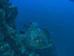 Marble Ray Costa Rica, Pacific Ocean  Stock Footage