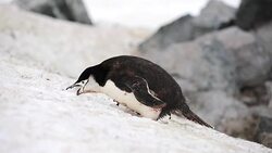 Chinstrap Penguin repetitively eating snow Stock Footage