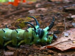 Caterpillar Swallowtail Stock Footage