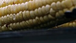 Roasting Corn on the Cob on Barbecue Grill Stock Footage