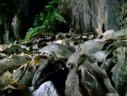 T/L Dipteryx seedling germination and growth, natural background, Panama. Stock Footage