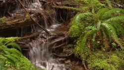 A waterfall spills over roots in a lush forest. Stock Footage