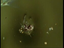 MCU High angle, Spider floating on water surface, fish swimming underneath, South America Stock Footage