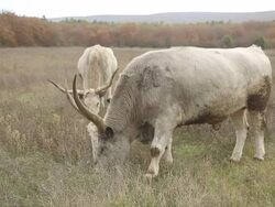 oxen in the autumn pasture Stock Footage