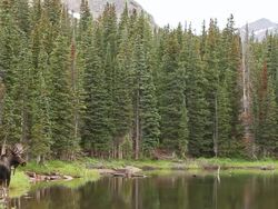 WS TS View of Bull moose (Alces alces) large bull in velvet stands on edge of scenic alpine lake with snow capped mountains in back side / Ward, Colorado, United States Stock Footage