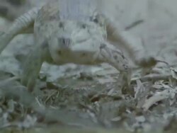 Medium Close Up hand-held tilt-down - A crocodile lopes toward a river and splashes in / Darwin, Australia Stock Footage